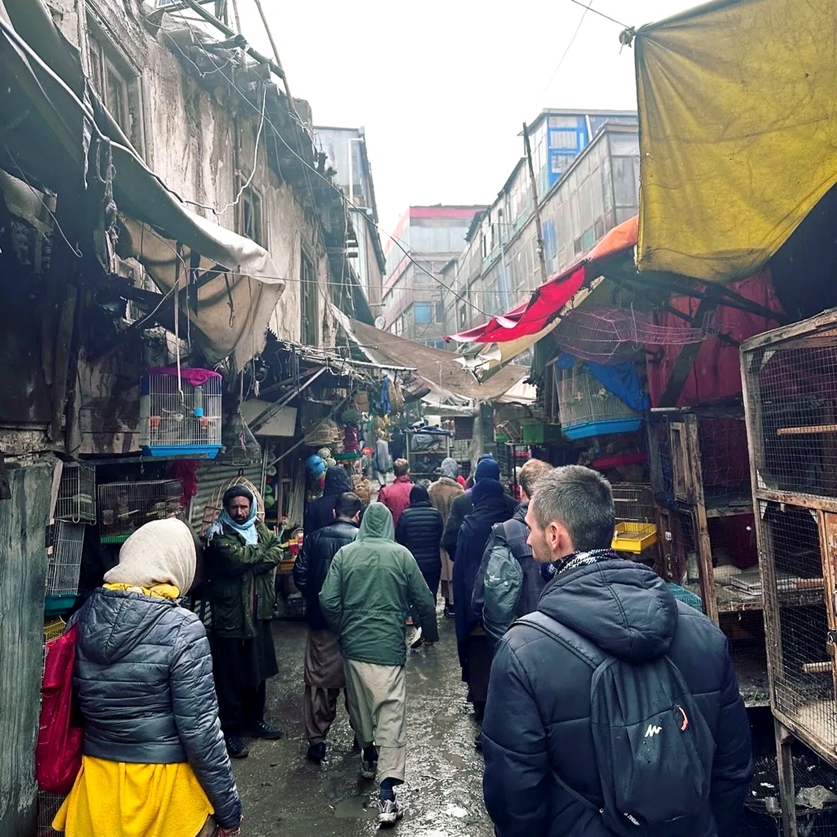Kahfroshi Bird Market — view 4