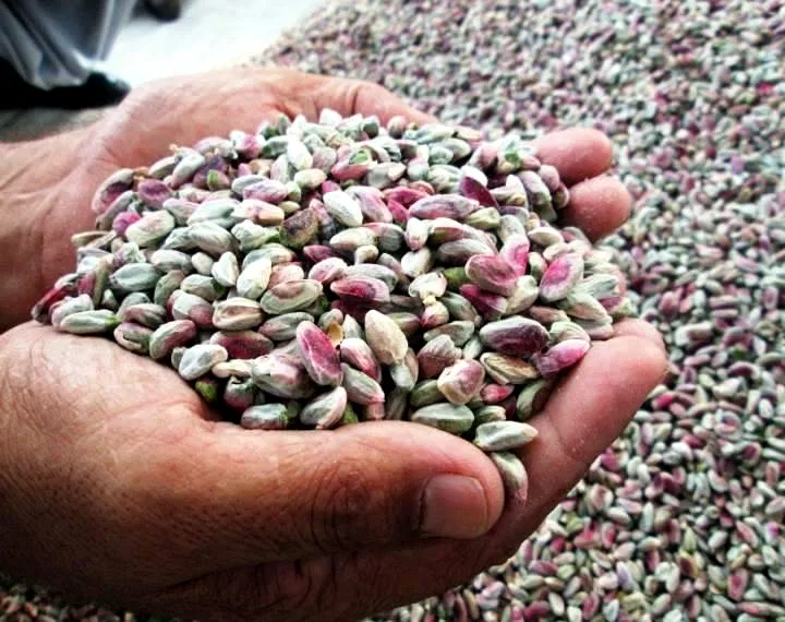 Pistachios Samangan — image 2